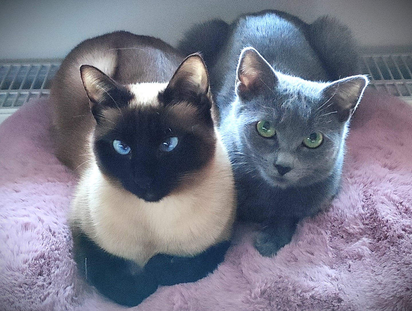 FlötenKatzen1